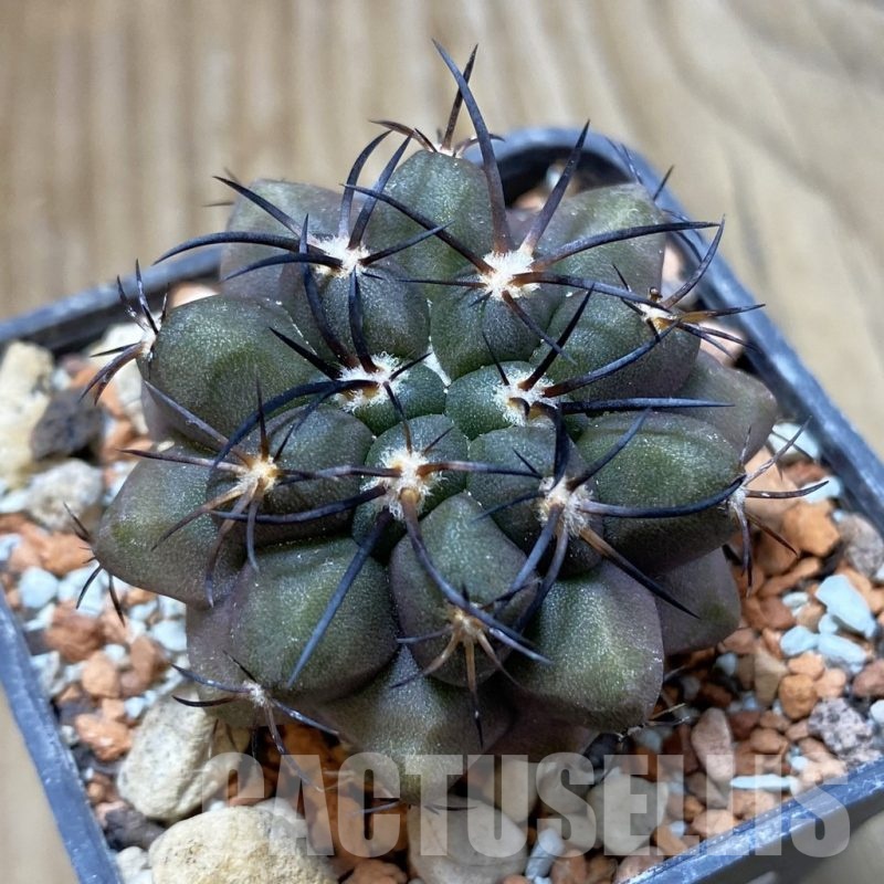 SH18441 Copiapoa chaniaralensis PHA 2459