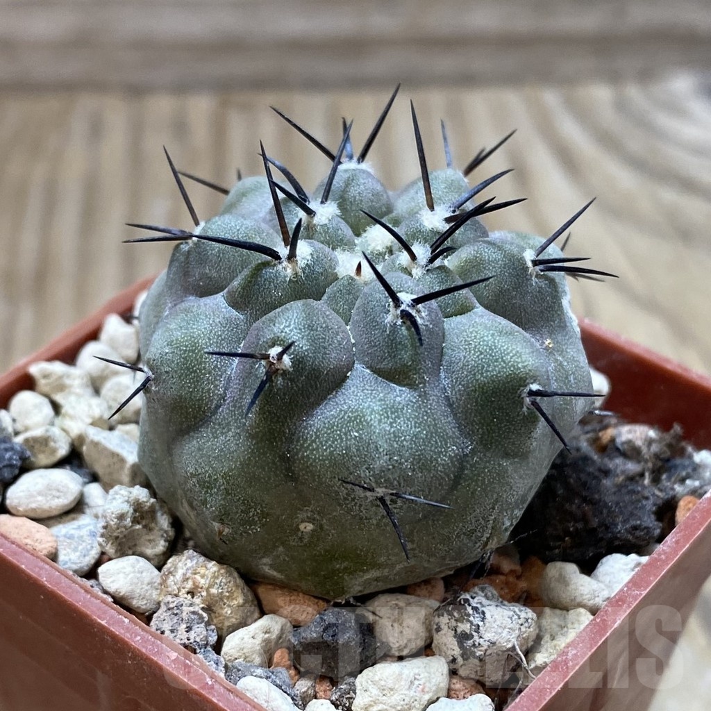 SH18429 Copiapoa cinerea PHA 2945 - Image 2