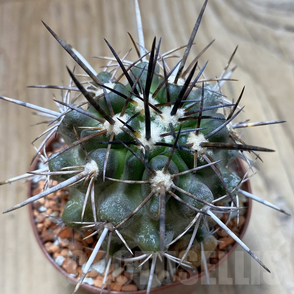 SH18448 Copiapoa fiedleriana PHA 2626
