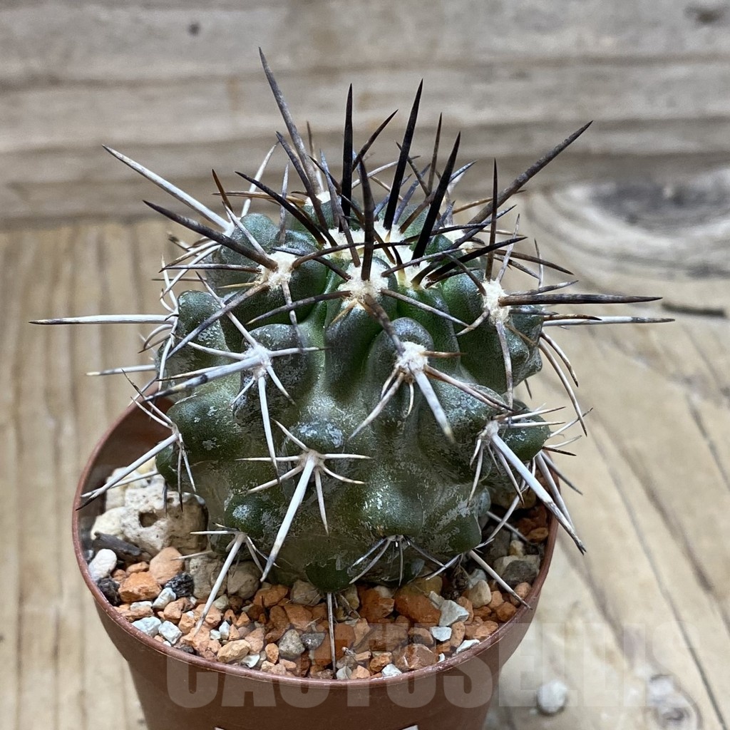 SH18448 Copiapoa fiedleriana PHA 2626 - Image 2