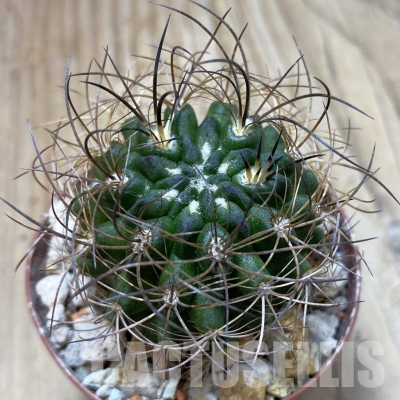 SH18449 Eriosyce taltalensis