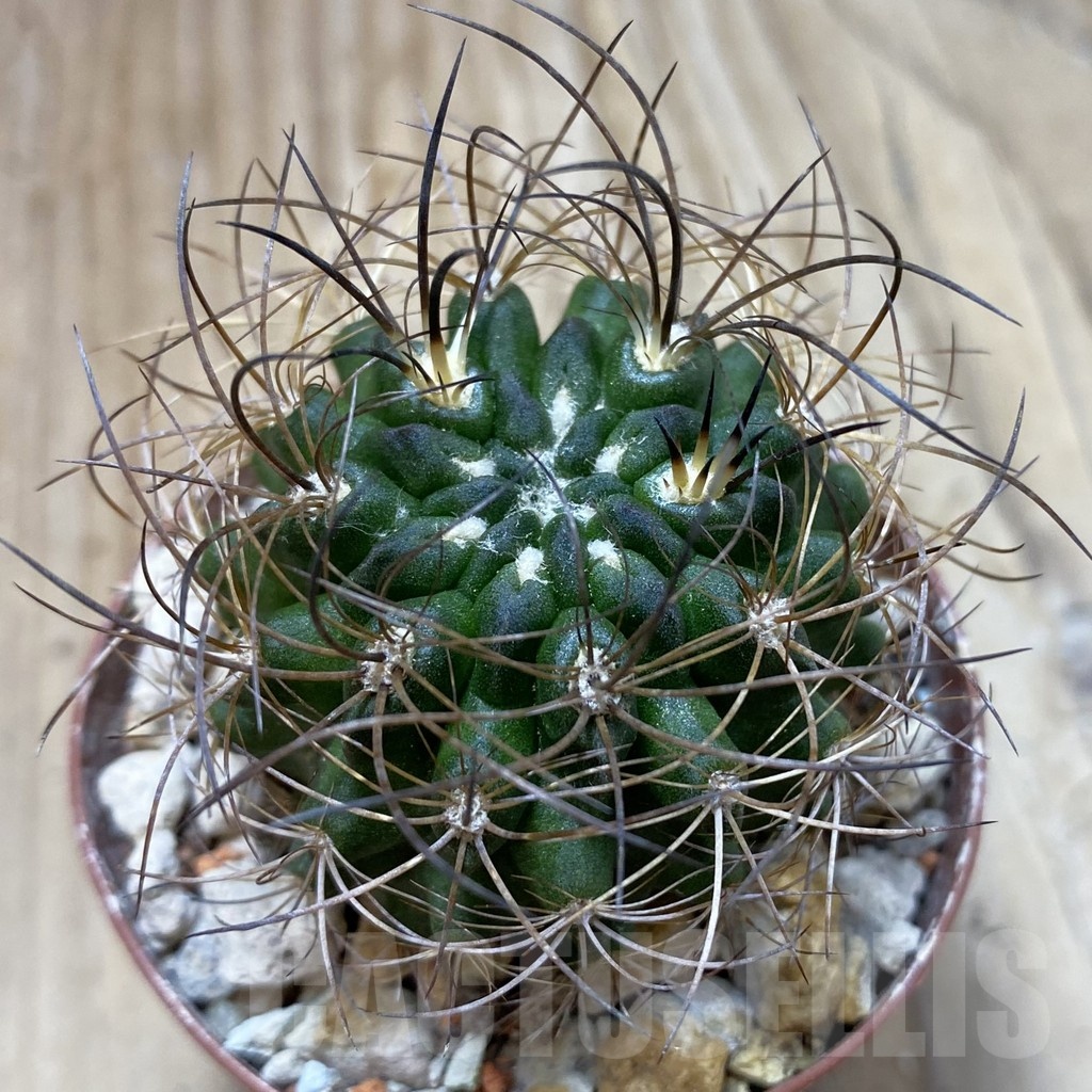 SH18449 Eriosyce taltalensis