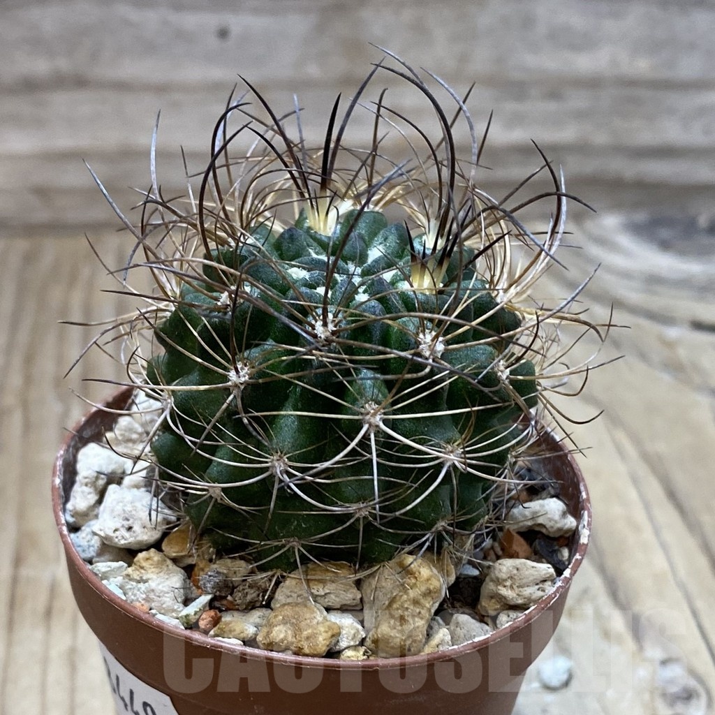 SH18449 Eriosyce taltalensis - Image 2