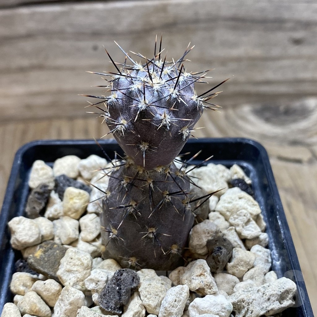 SH18450 Pterocactus hickenii KF 79, seedling - Image 2