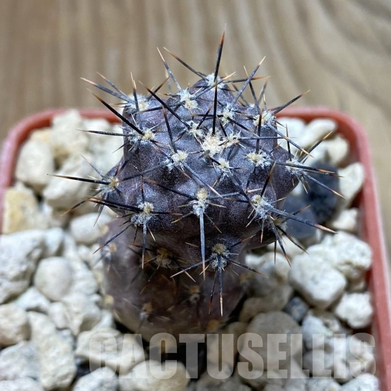 SH18453 Pterocactus hickenii KF 79, seedling