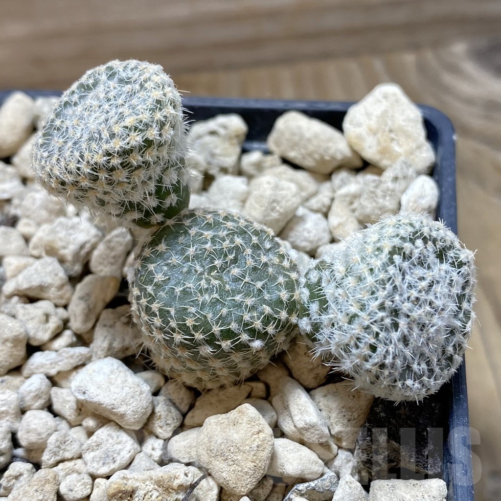 SH18454 Puna clavarioides white