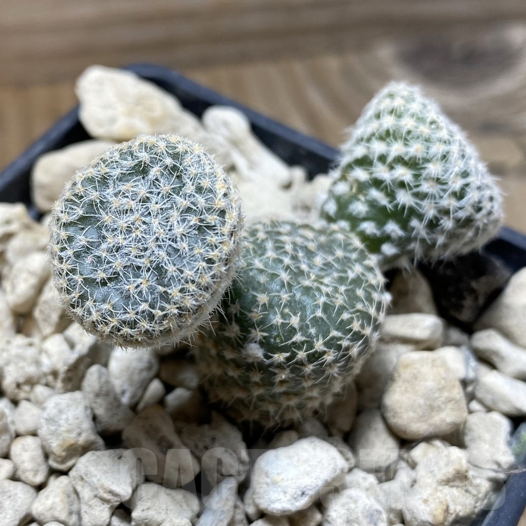 SH18454 Puna clavarioides white - immagine 2