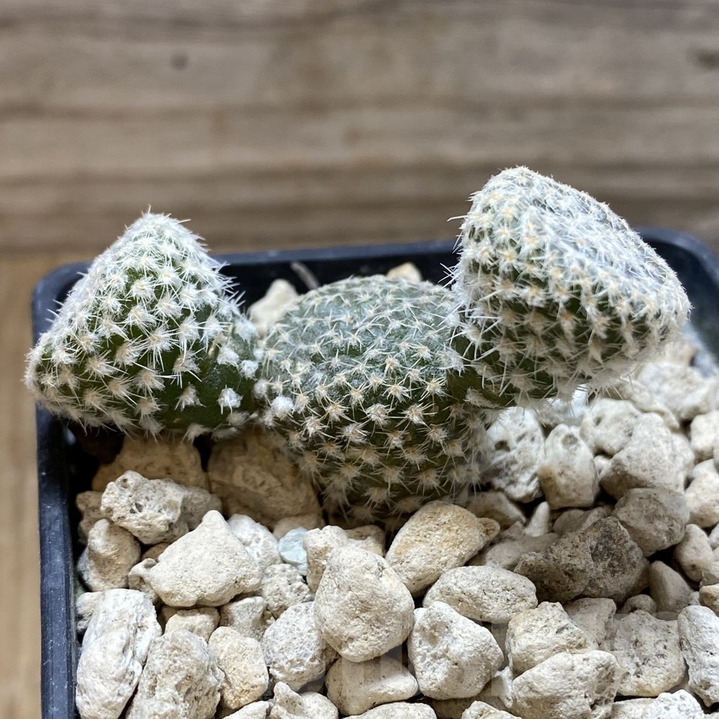 SH18454 Puna clavarioides white - immagine 3