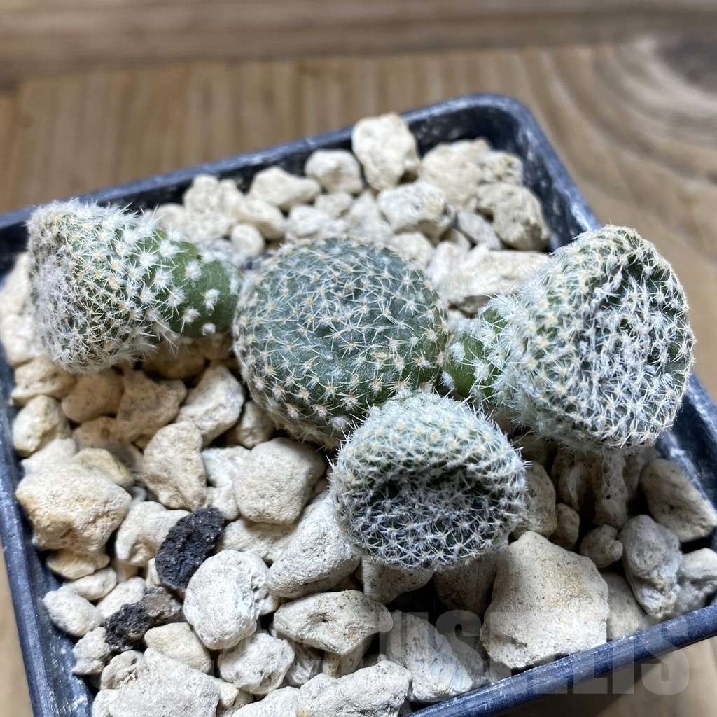 SH18455 Puna clavarioides white