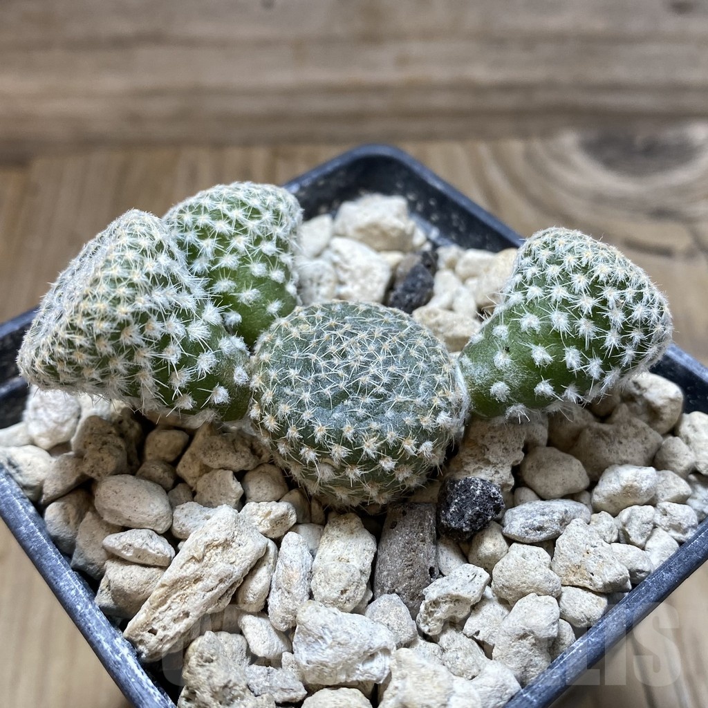 SH18455 Puna clavarioides white - immagine 2