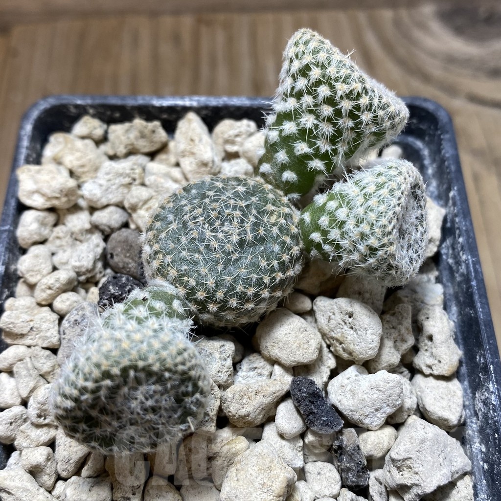 SH18455 Puna clavarioides white - immagine 3