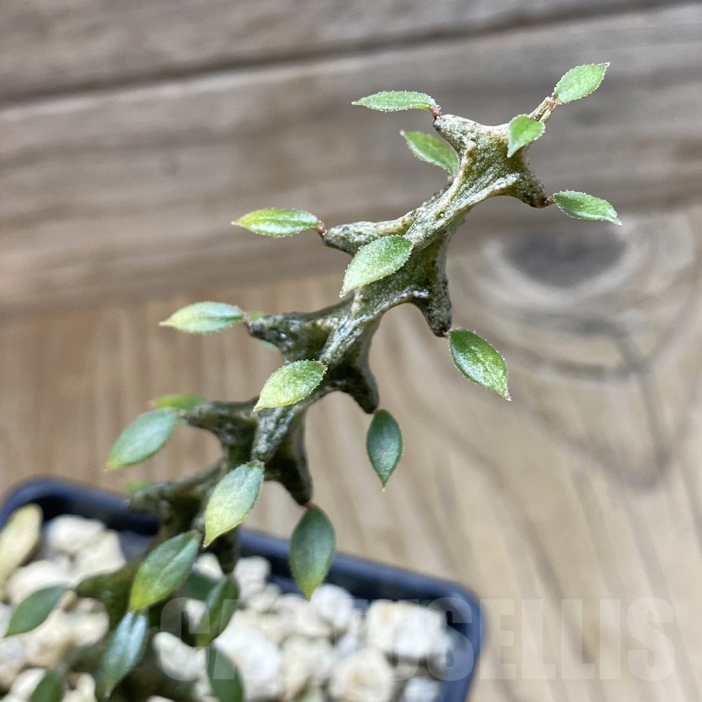 SH18458 Ceropegia armandii