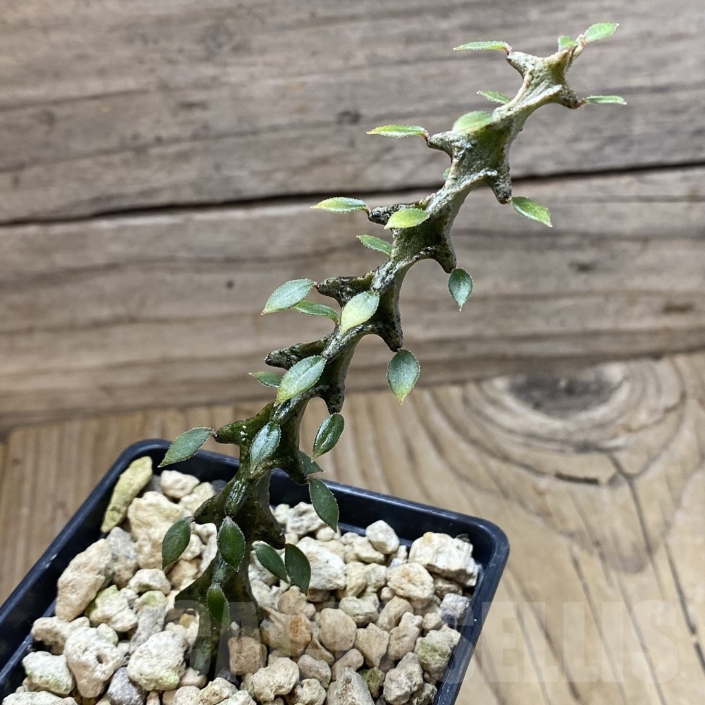 SH18458 Ceropegia armandii - 画像 (2)