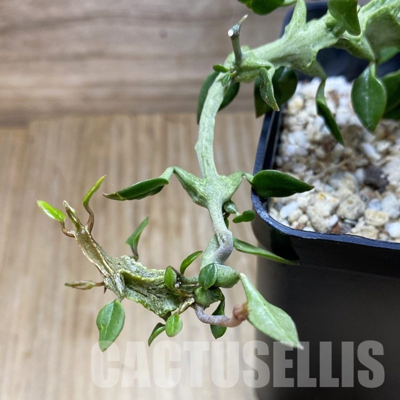 SH18459 Ceropegia simoneae ‘Green Form’