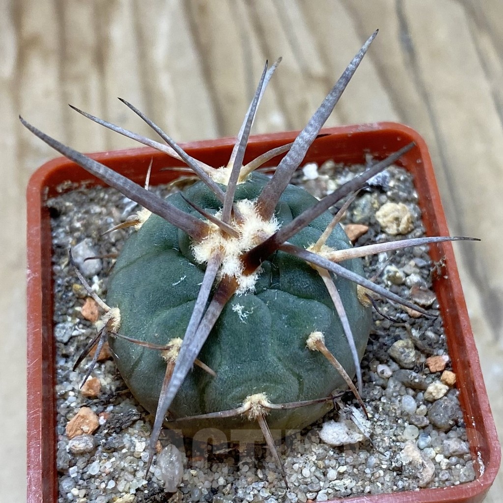 SH18531 Gymnocalycium armatum MS 1482