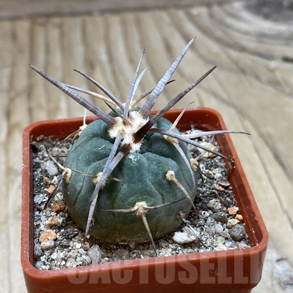 SH18531 Gymnocalycium armatum MS 1482 - Image 2