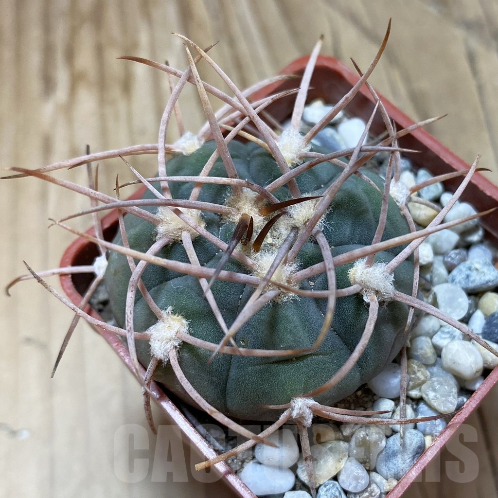 SH18533 Gymnocalycium hossei JL 12