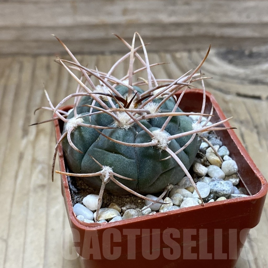 SH18533 Gymnocalycium hossei JL 12 - Obrázek 2