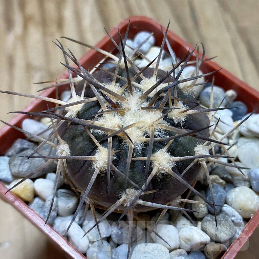 SH18534 Gymnocalycium spegazzinii VS 71