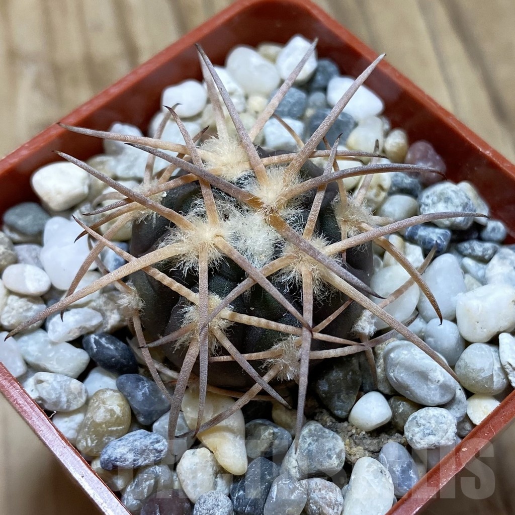 SH18537 Gymnocalycium spegazzinii JMT 483