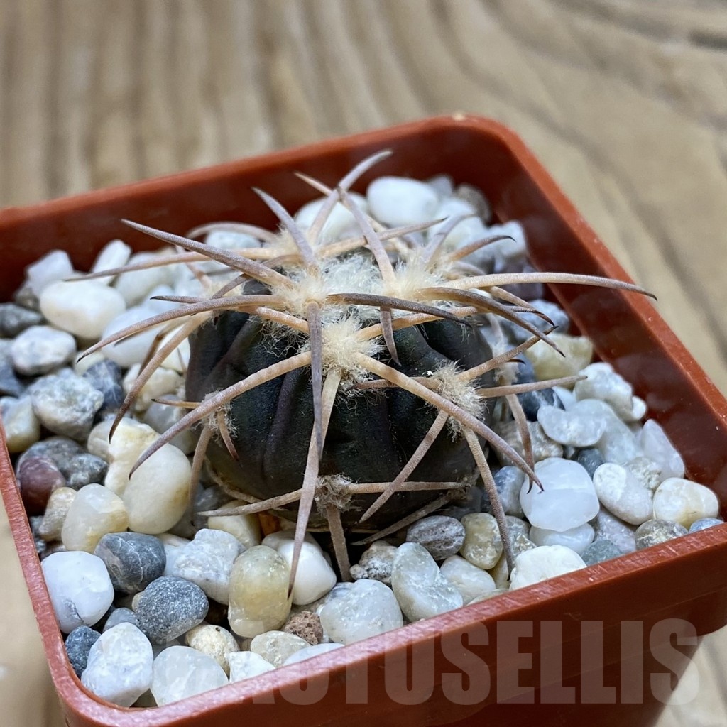 SH18537 Gymnocalycium spegazzinii JMT 483 - immagine 2