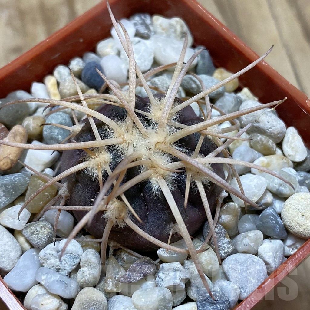 SH18538 Gymnocalycium spegazzinii JMT 483