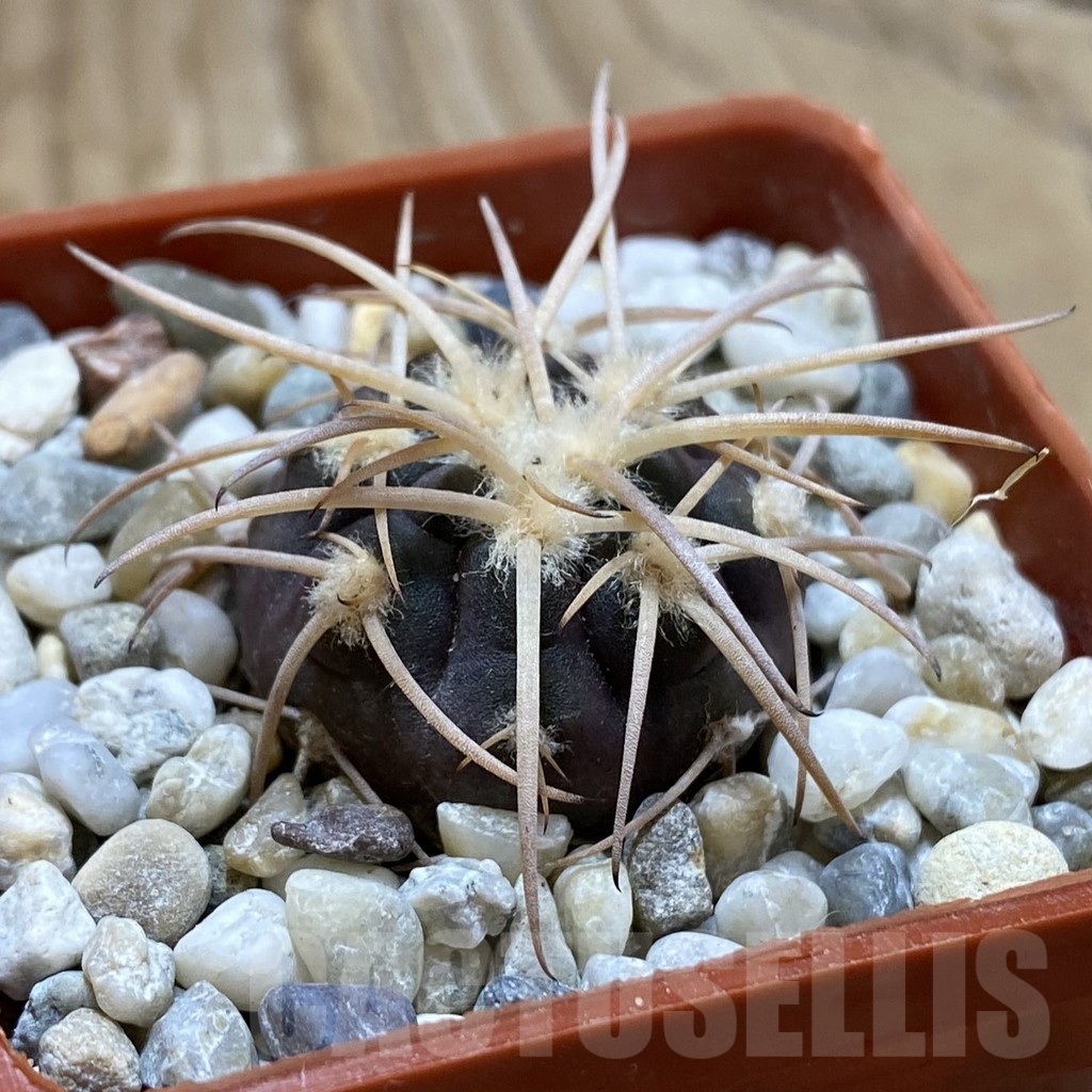 SH18538 Gymnocalycium spegazzinii JMT 483 - 画像 (2)