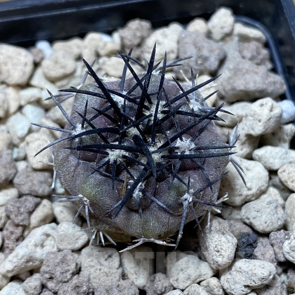SH18499 Copiapoa griseoviolacea ASK 582