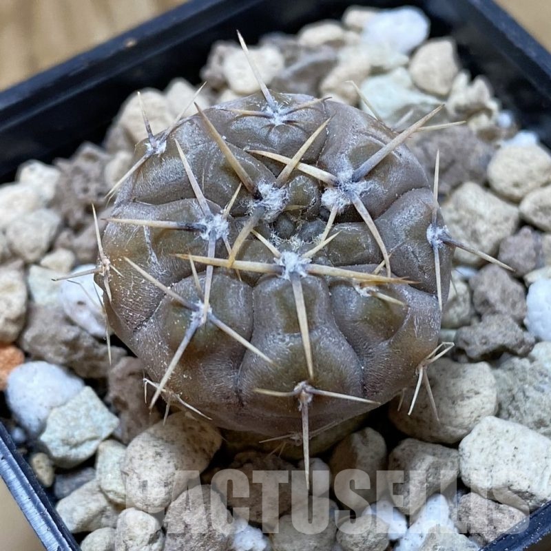 SH18541 Gymnocalycium borthii v. nogolense VG 684