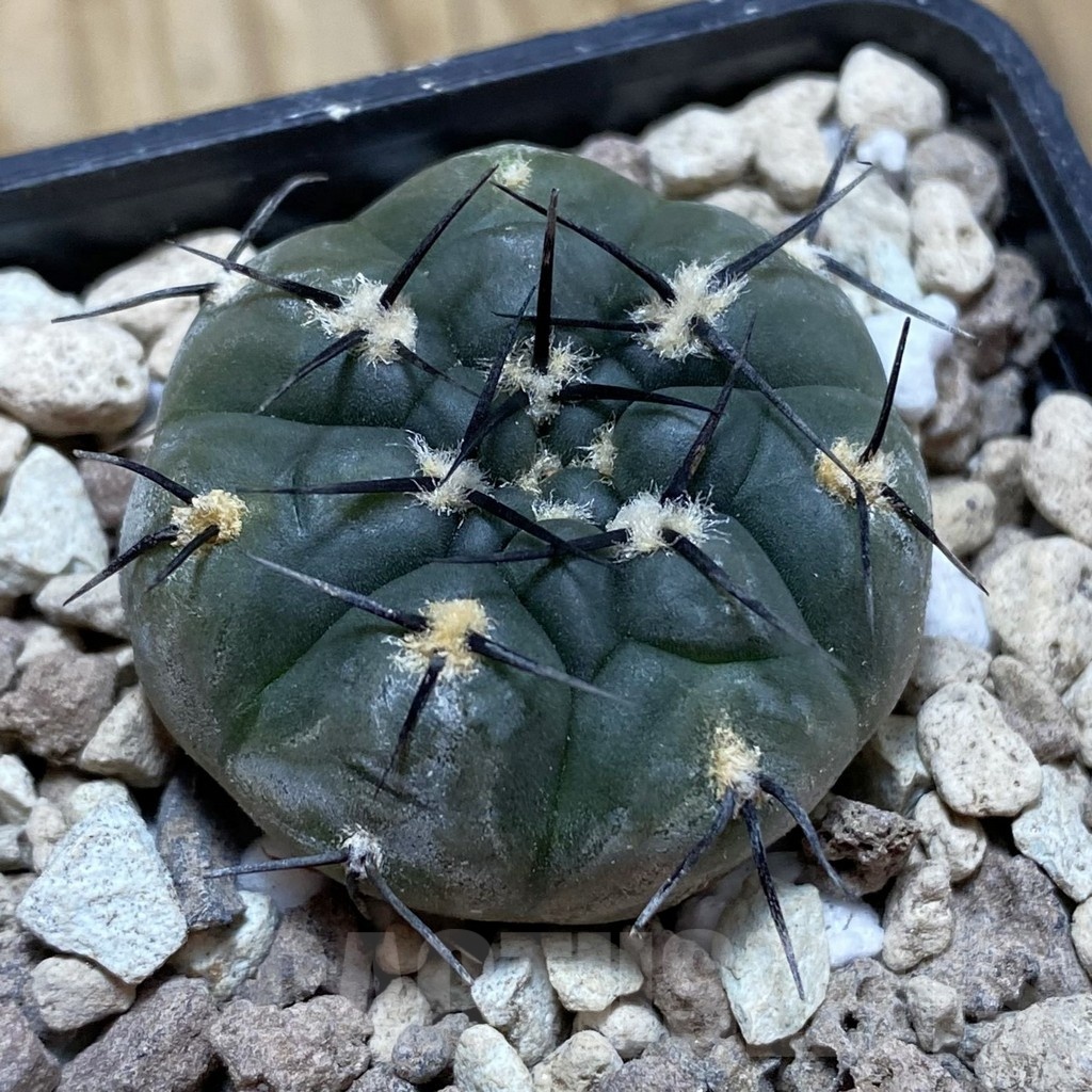 SH18543 Gymnocalycium berchtii VS 161