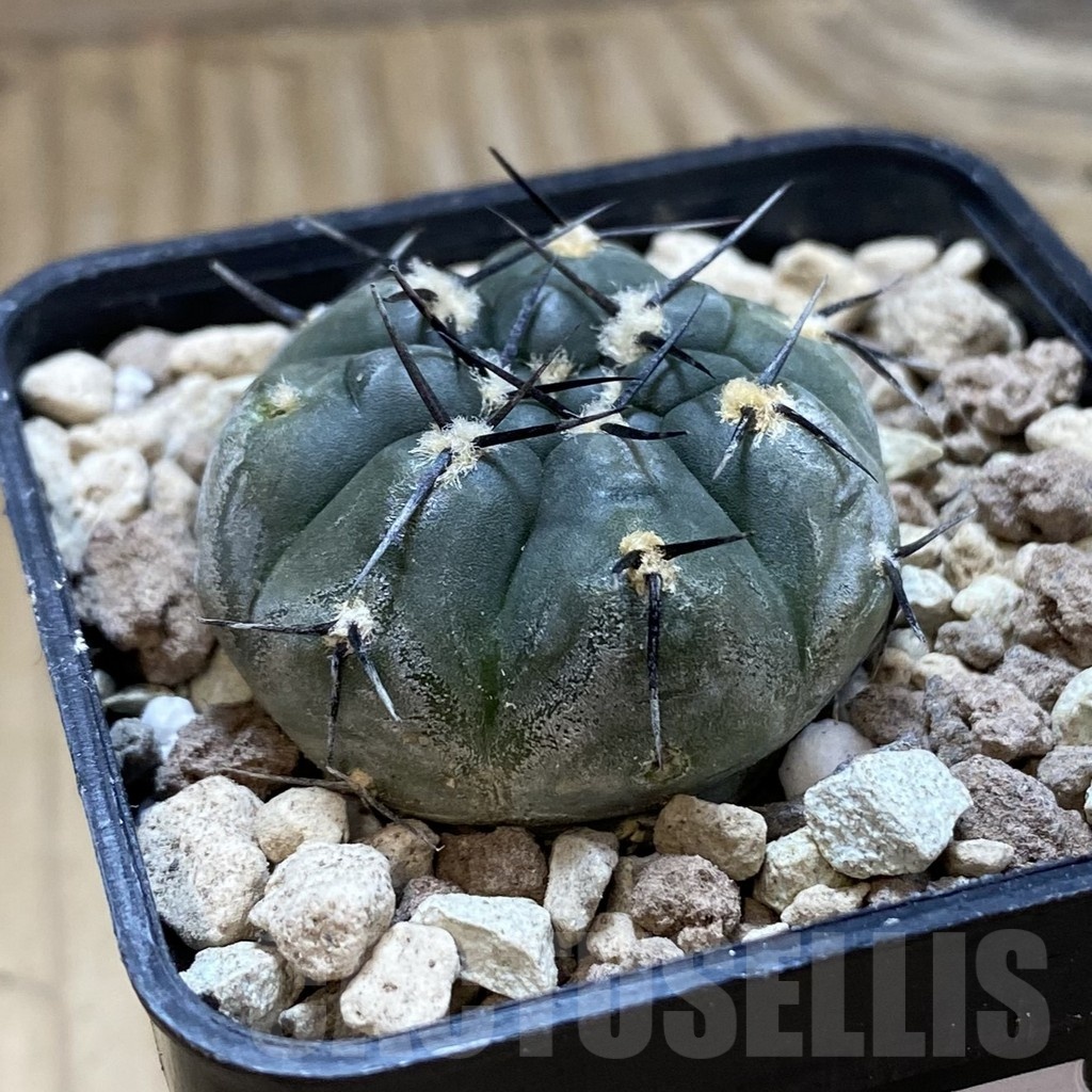 SH18543 Gymnocalycium berchtii VS 161 - Image 2