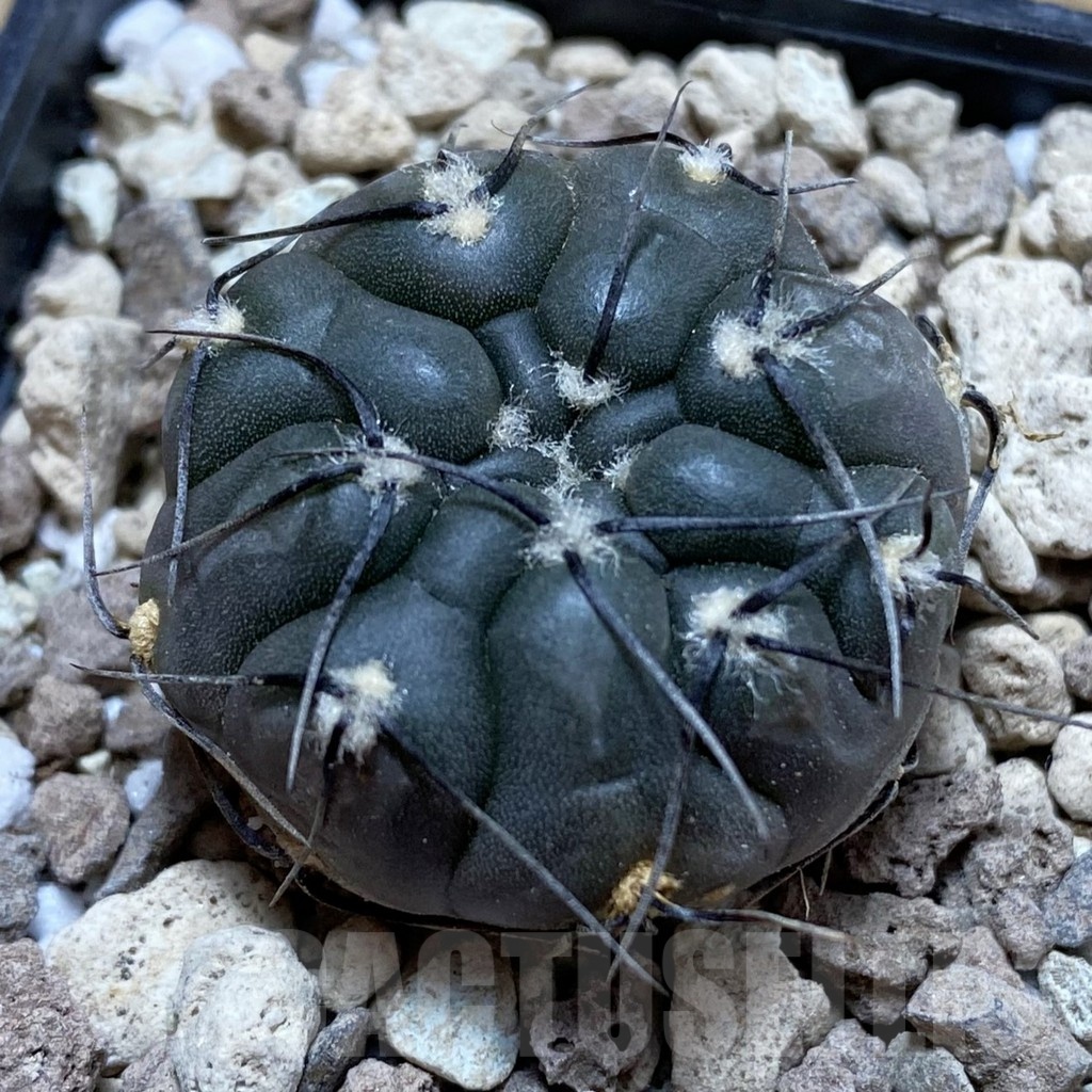 SH18544 Gymnocalycium berchtii VS 161