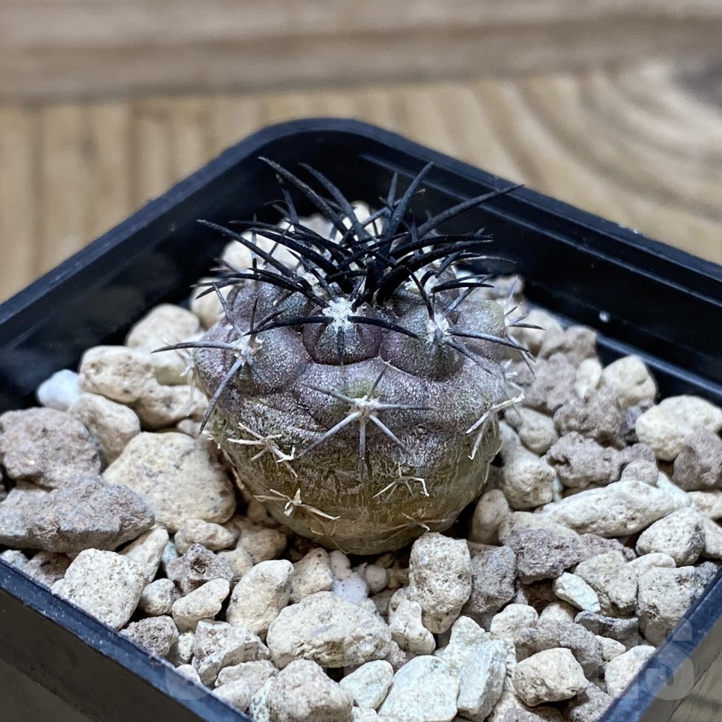 SH18499 Copiapoa griseoviolacea ASK 582 - immagine 2