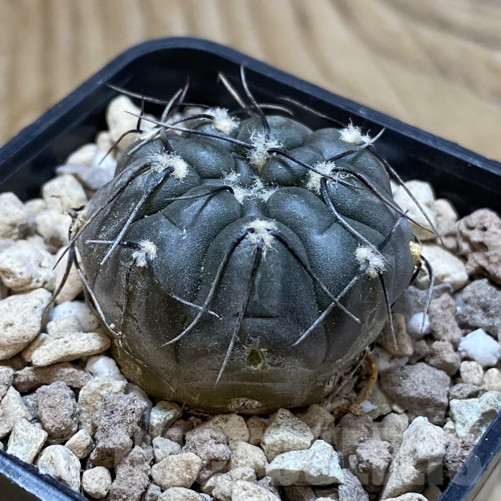 SH18544 Gymnocalycium berchtii VS 161 - Зображення 2