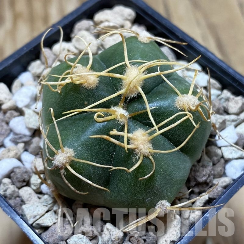 SH18545 Gymnocalycium denudatum, select form