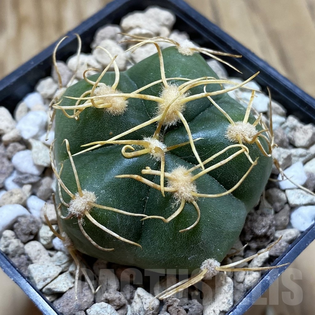 SH18545 Gymnocalycium denudatum, select form