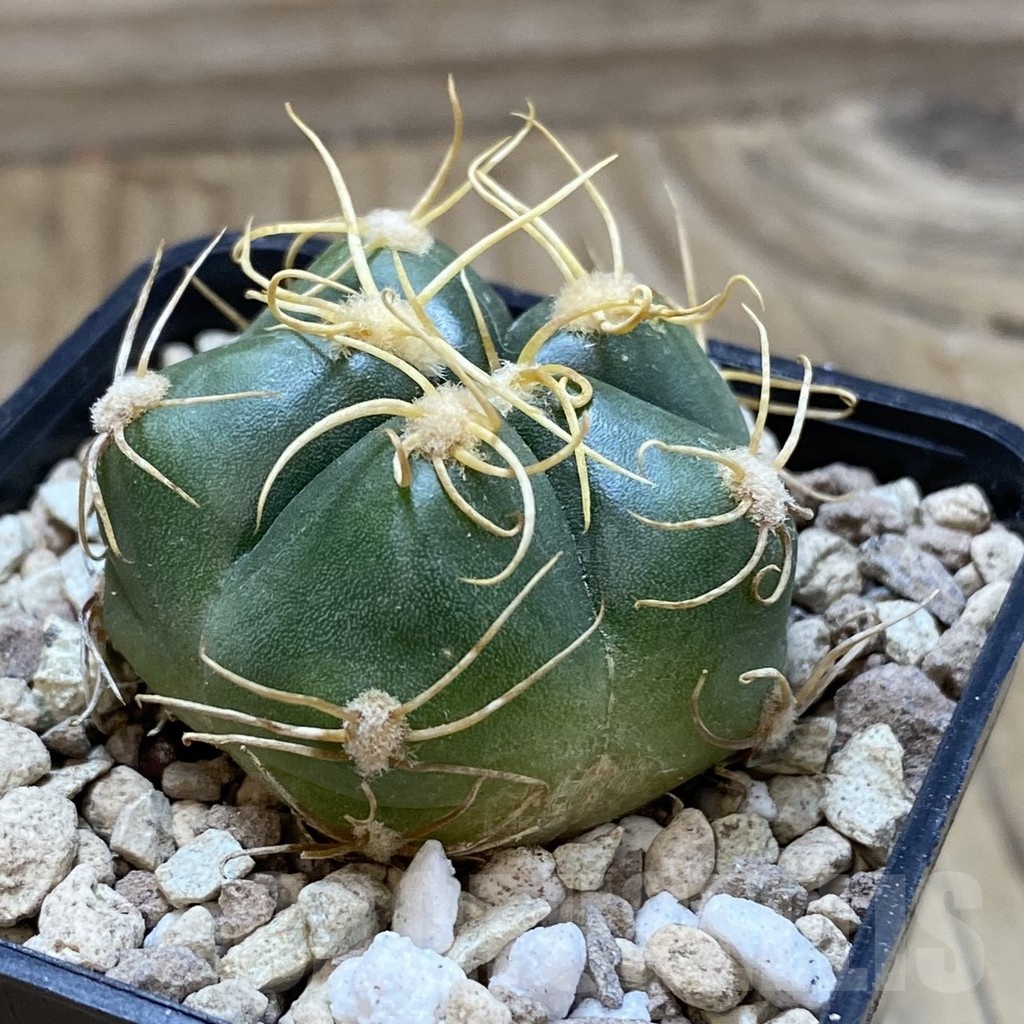 SH18545 Gymnocalycium denudatum, select form – Bild 2