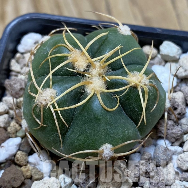 SH18546 Gymnocalycium denudatum, select form