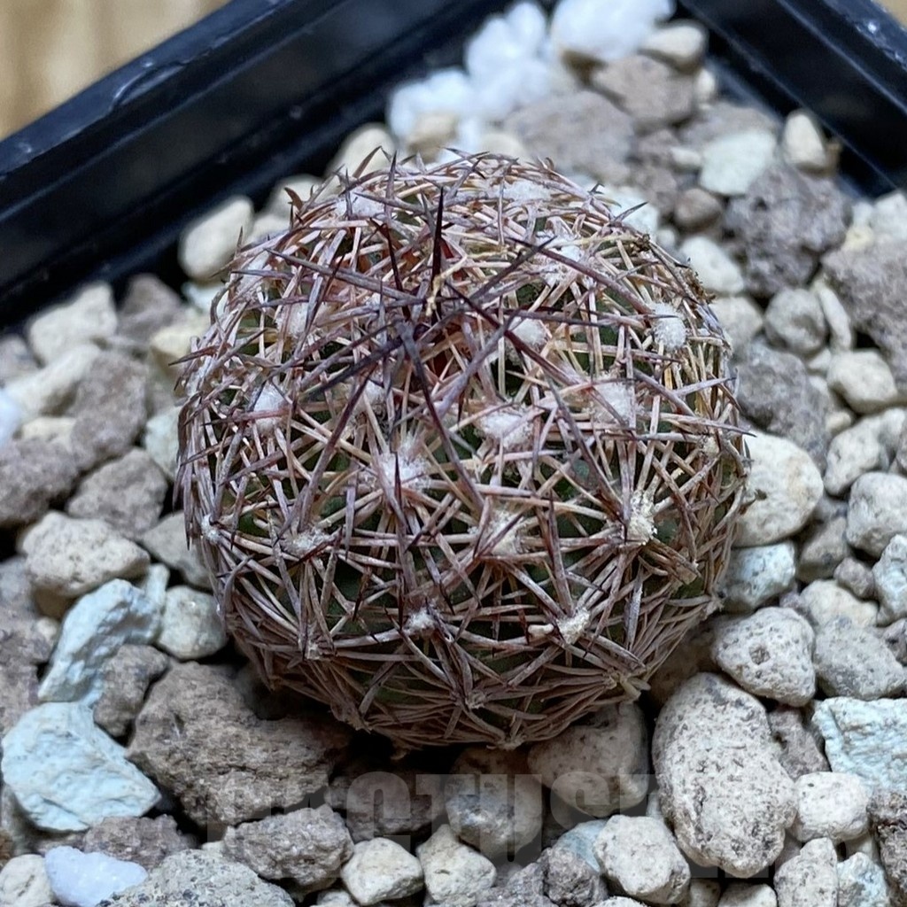 SH18548 Echinomastus intertextus PP 774, own roots