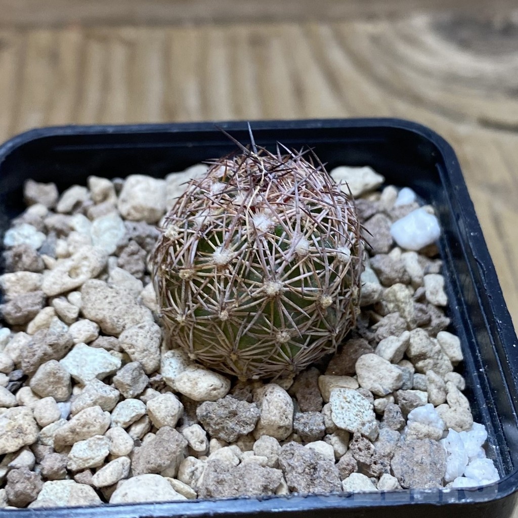 SH18548 Echinomastus intertextus PP 774, own roots - Obrázek 2