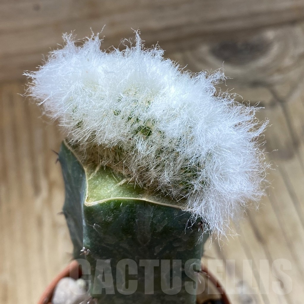 SH18550 Espostoa lanata f. cristata, grafted