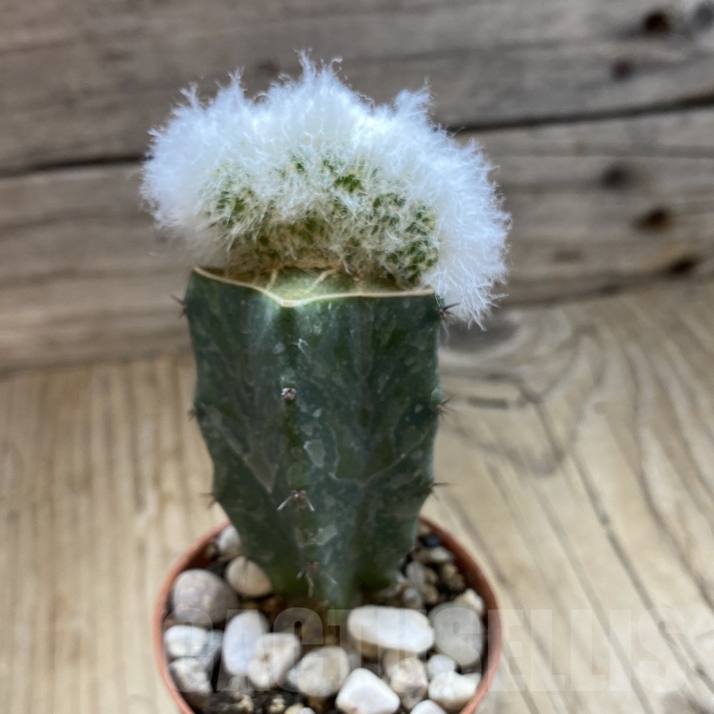 SH18550 Espostoa lanata f. cristata, grafted - Image 2