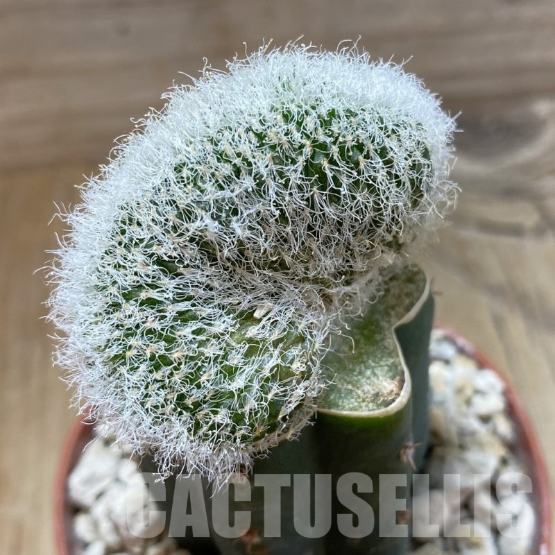 SH18552 Sulcorebutia hertusii f. cristata, grafted