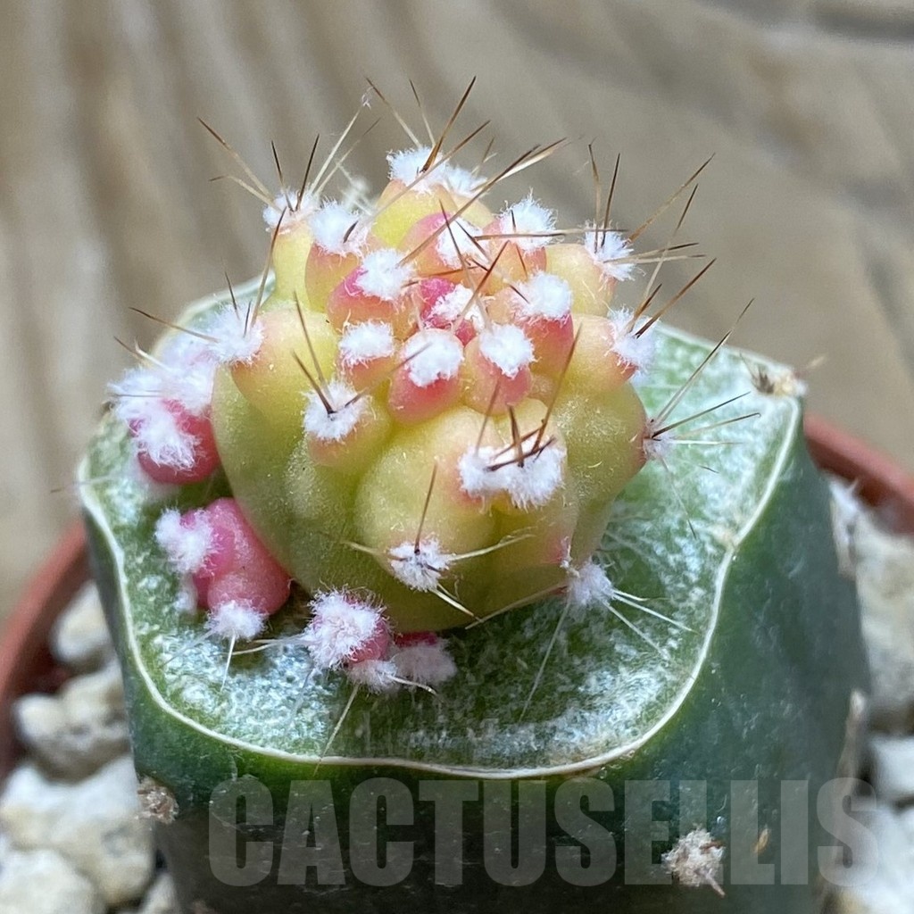 SH18554 Lobivia aurea 'Flo' f. variegata, grafted - Image 2