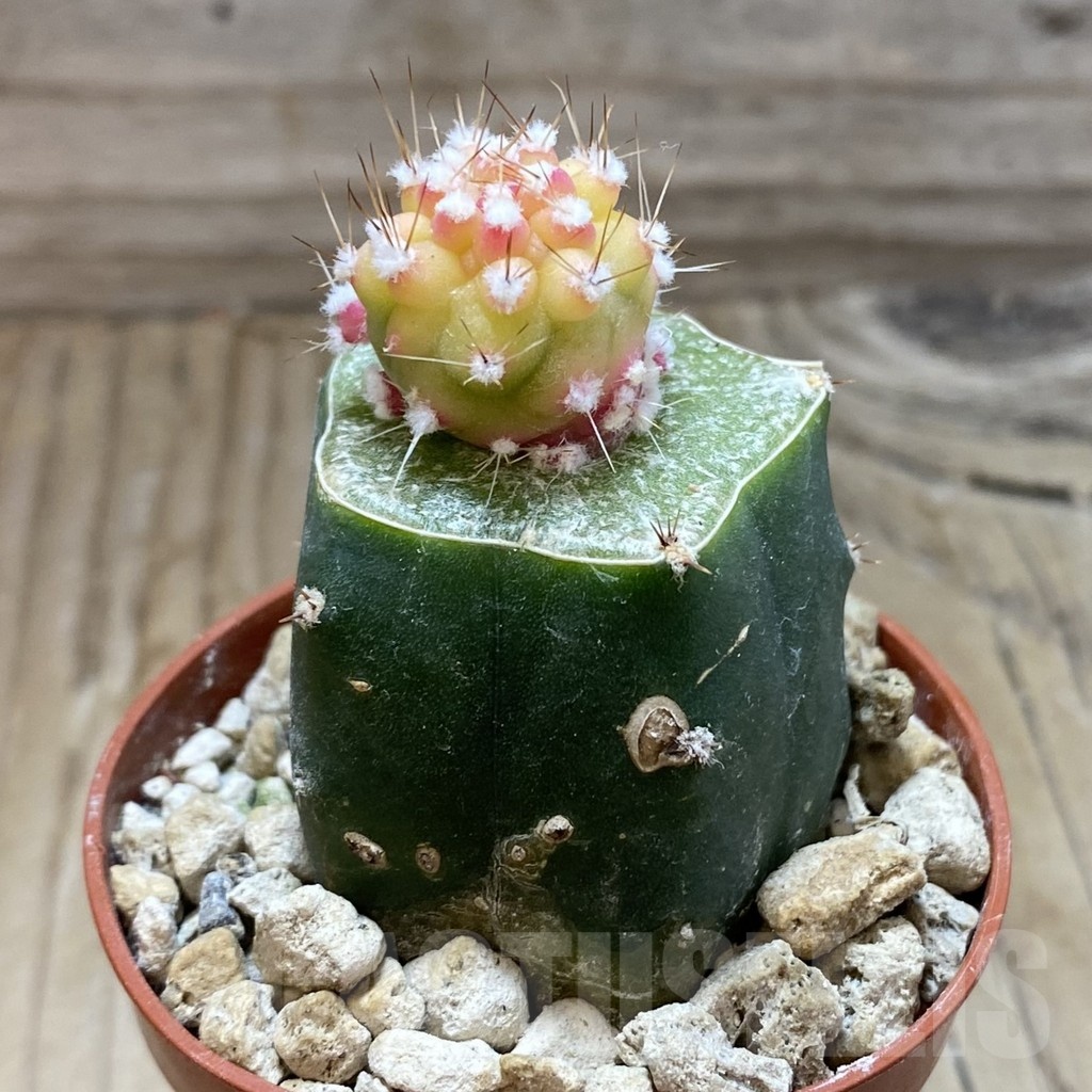 SH18554 Lobivia aurea 'Flo' f. variegata, grafted - Image 3