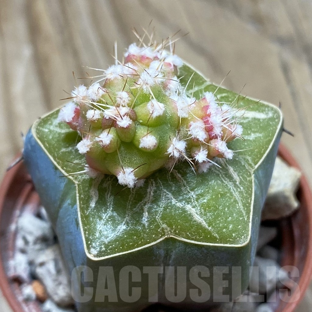 SH18555 Lobivia aurea 'Flo' f. variegata, grafted - Image 2
