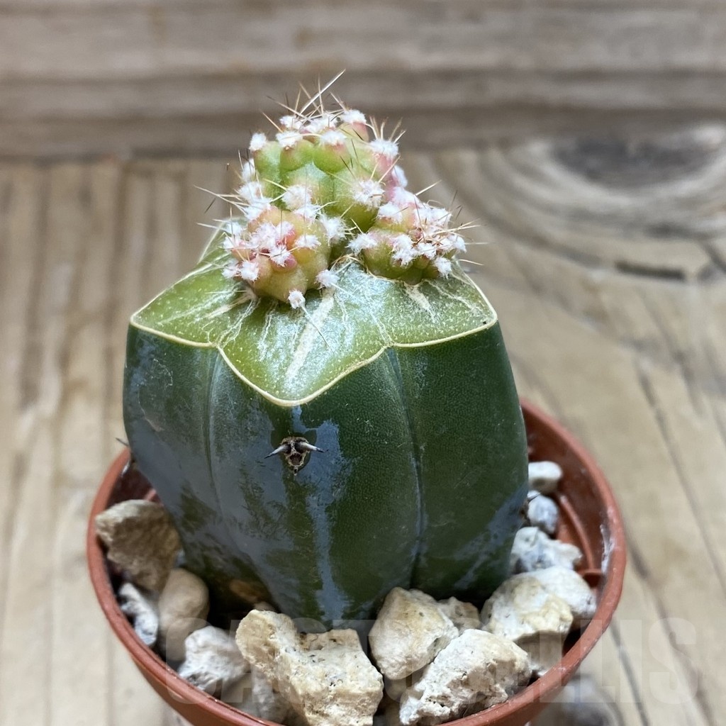 SH18555 Lobivia aurea 'Flo' f. variegata, grafted - Image 3