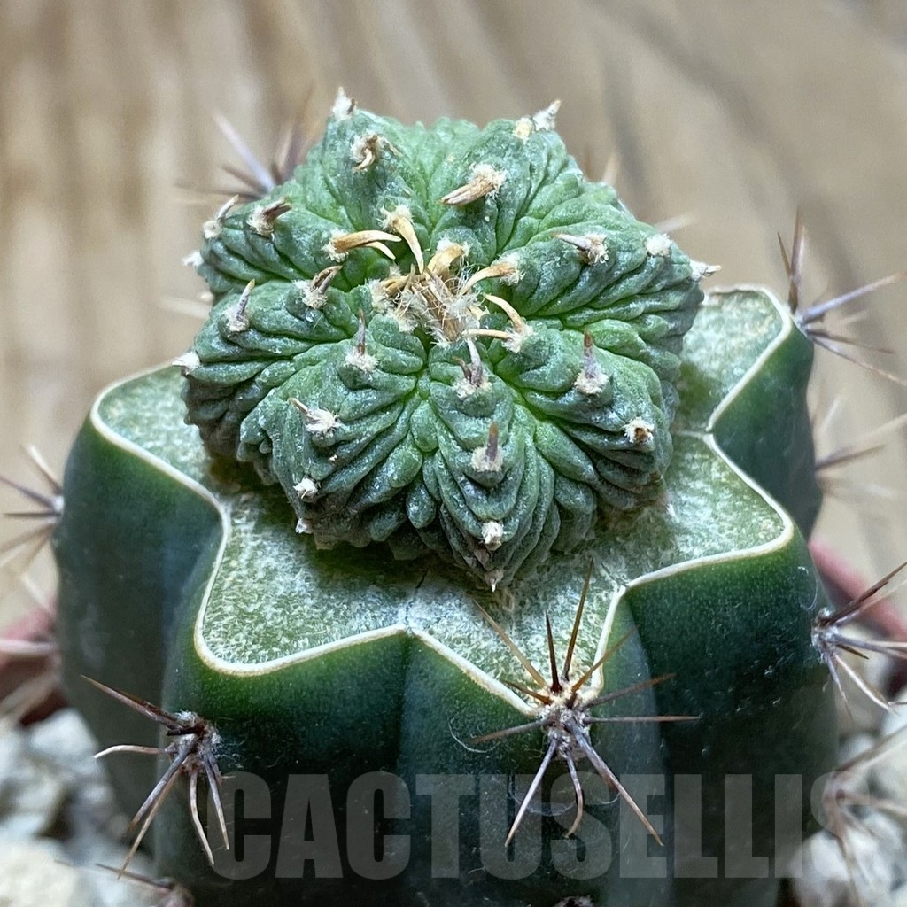 SH18557 Aztekium ritteri, grafted