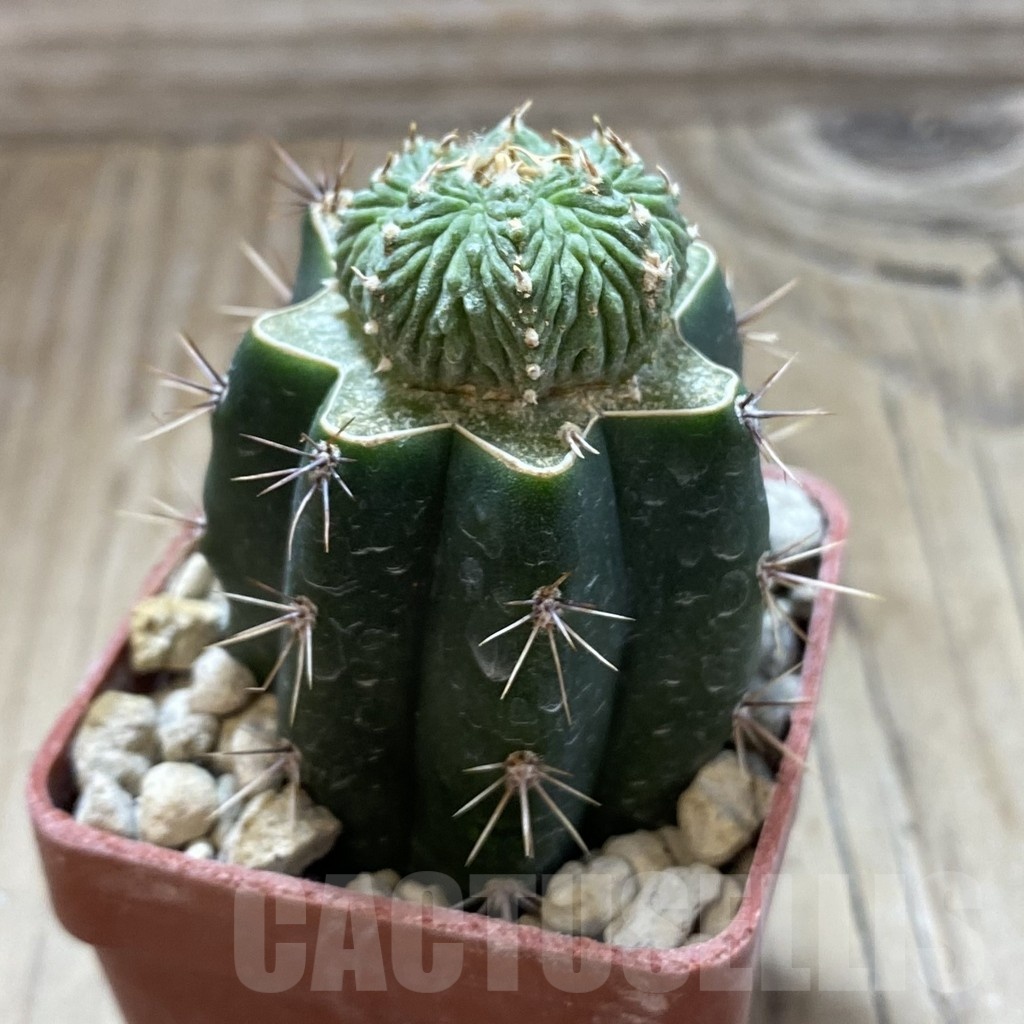 SH18557 Aztekium ritteri, grafted - immagine 2