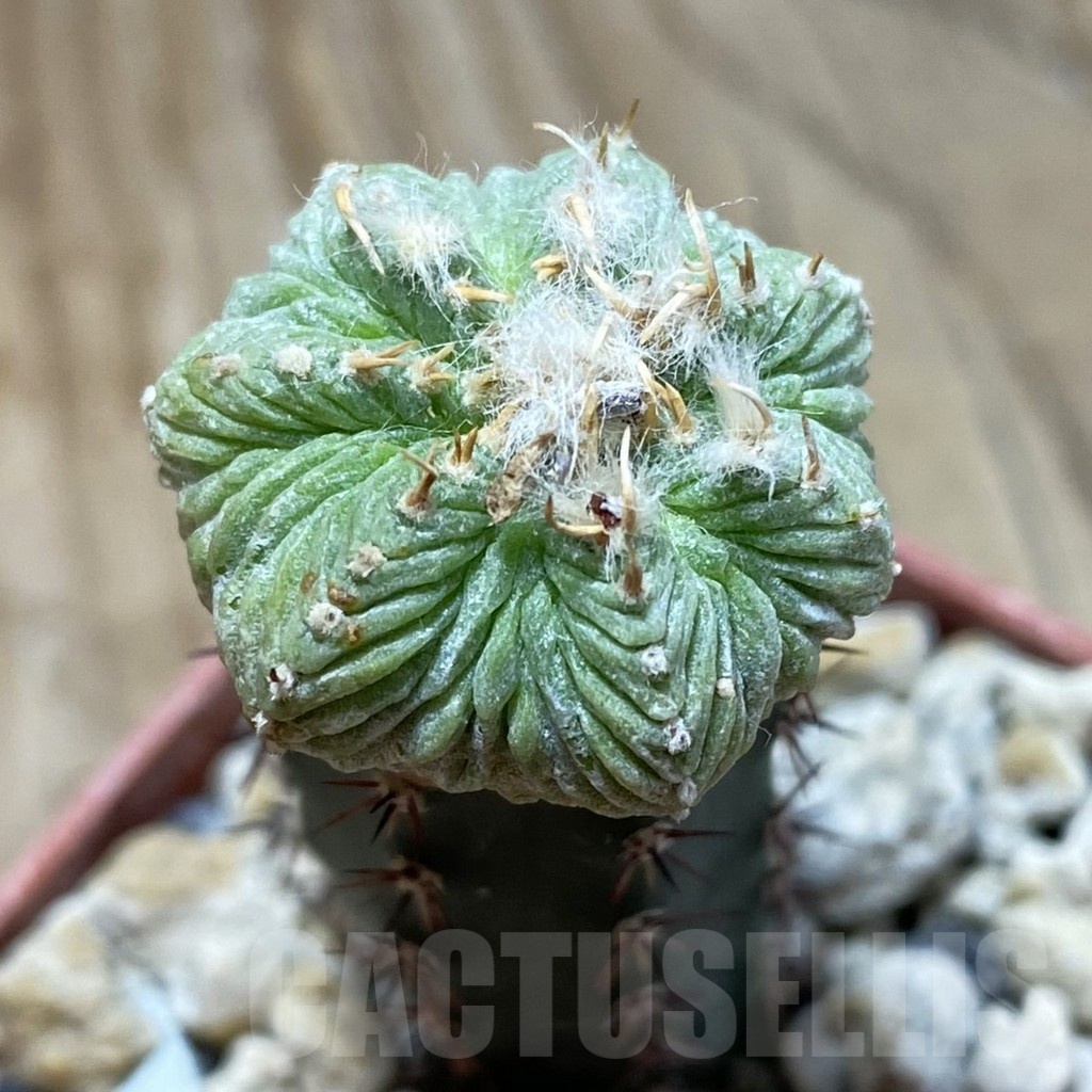 SH18558 Aztekium ritteri, grafted